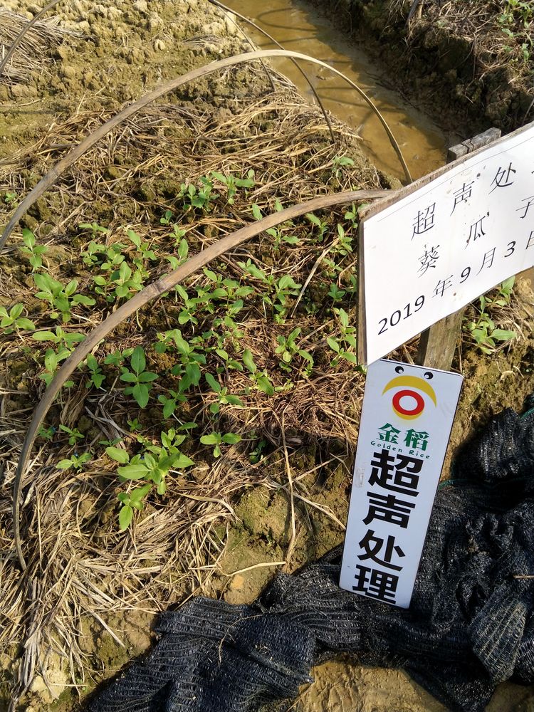 金稻農業大田田間調查