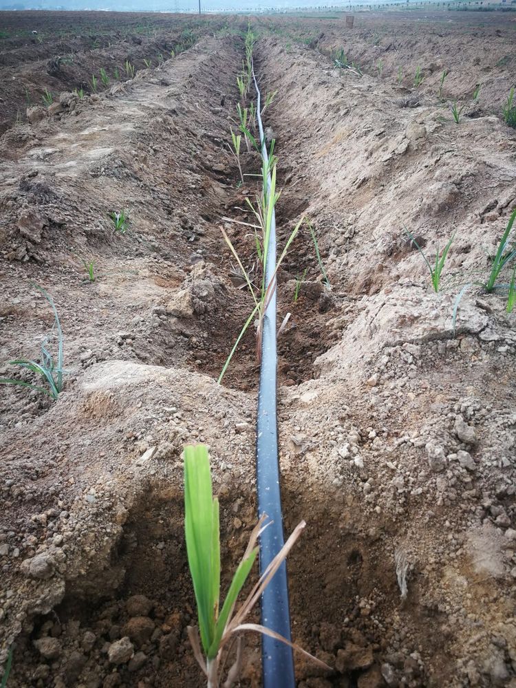 廣西來(lái)賓市進(jìn)行超聲波甘蔗技術(shù)交流會(huì)議