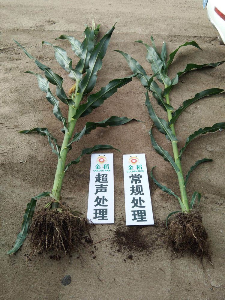 黑龍江雙鴨山市與佳木斯市的超聲波玉米、水稻種植田調查