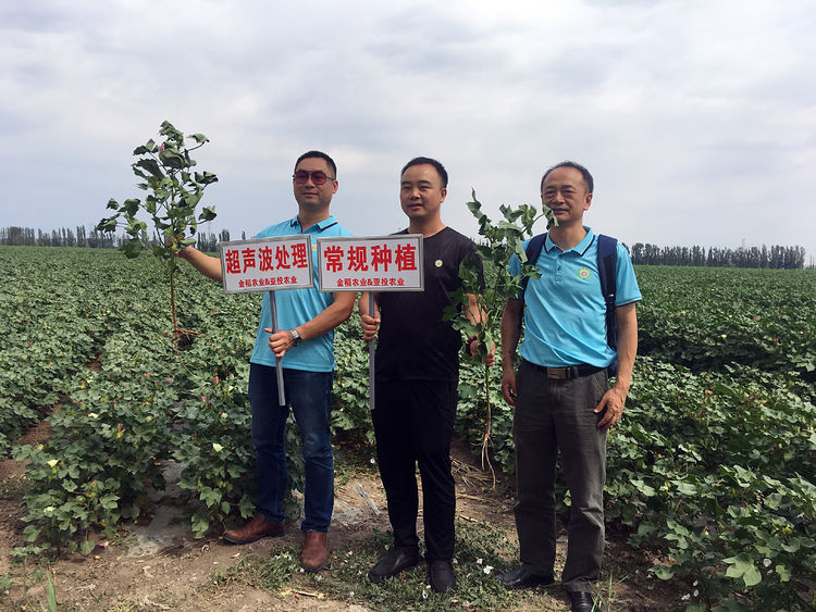 7月新疆超聲波棉花田田間調查