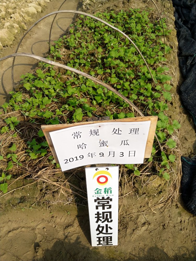 金稻農業大田田間調查