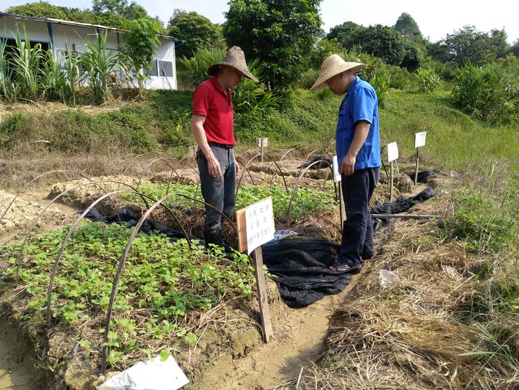 金稻農業大田田間調查