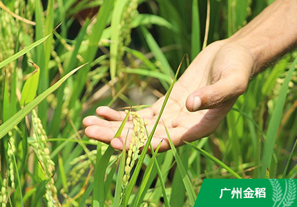 聚焦“十三五”規劃:農業改革“箭在弦上”